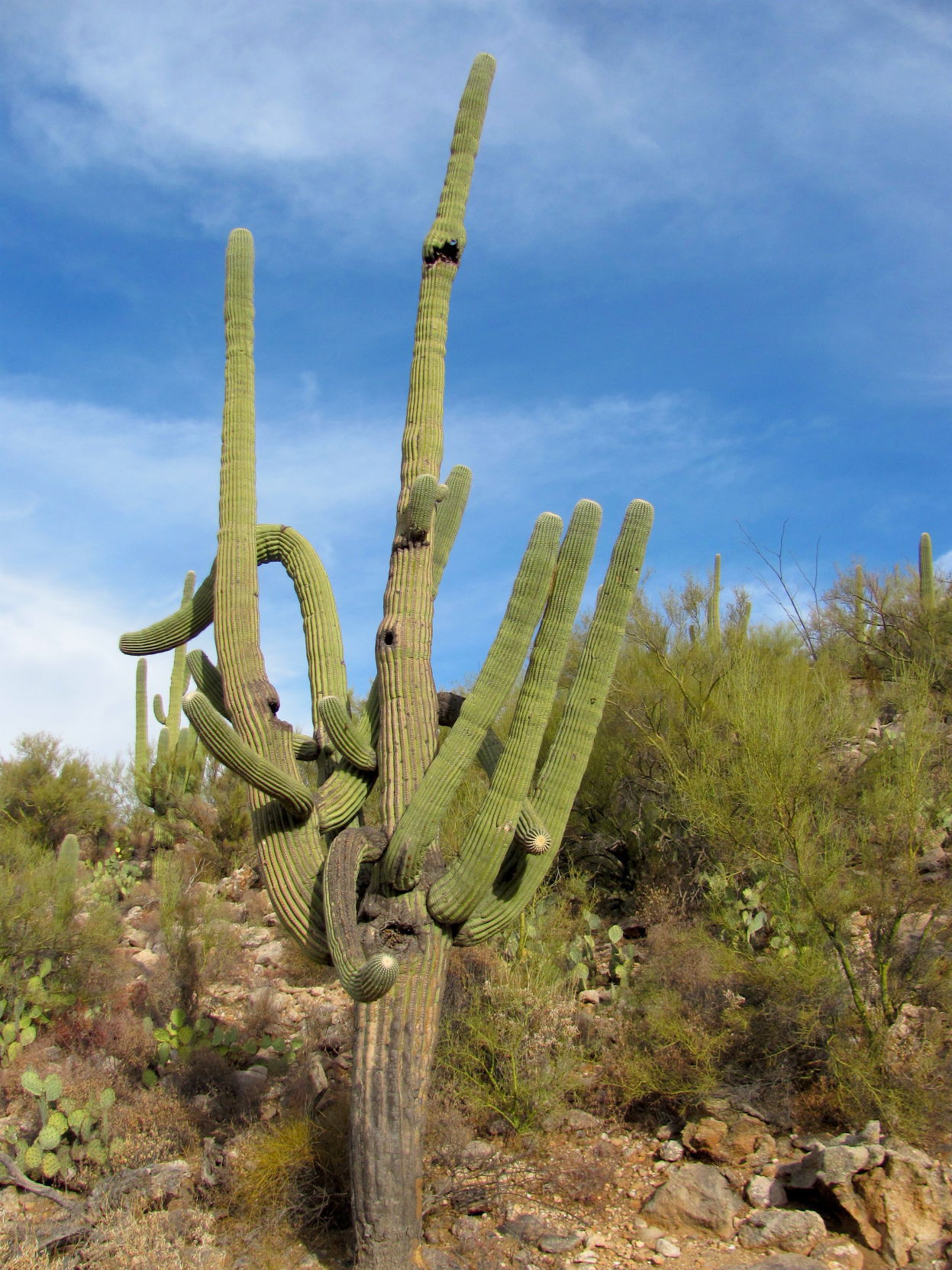 Tangled saguaro